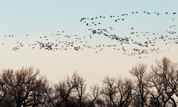 Sandhill cranes in flight
